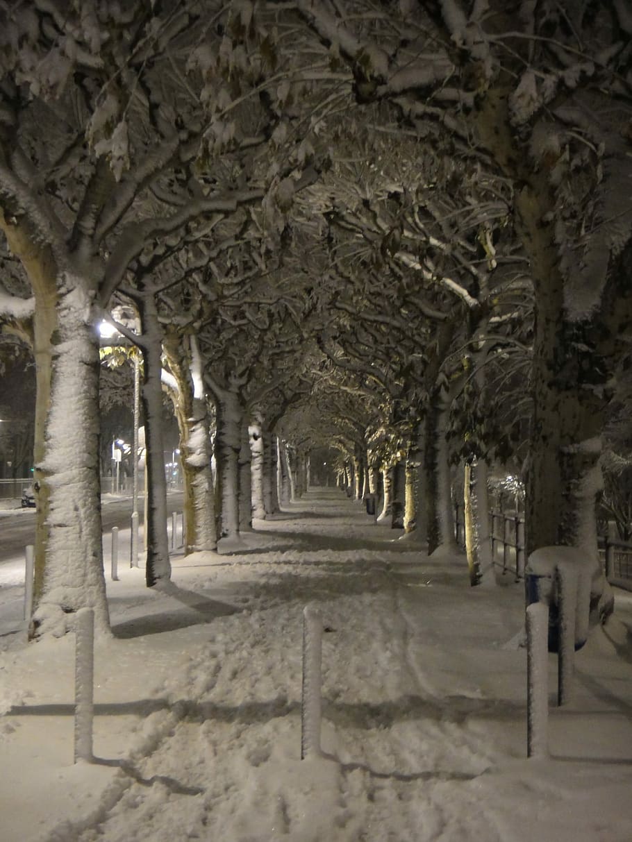 Winter, Snow, White, Wintry, Snowy, Tree, frankfurt, avenue HD wallpaper