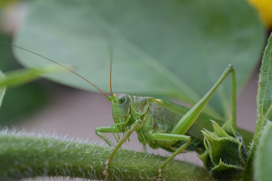 macro, nature, grasshopper, insect, green, caelifera, chorthippus parallelus HD wallpaper