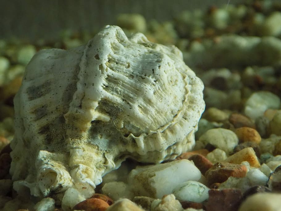 Shell, Crustaceans, Background, submarine, animal Shell, nature HD wallpaper
