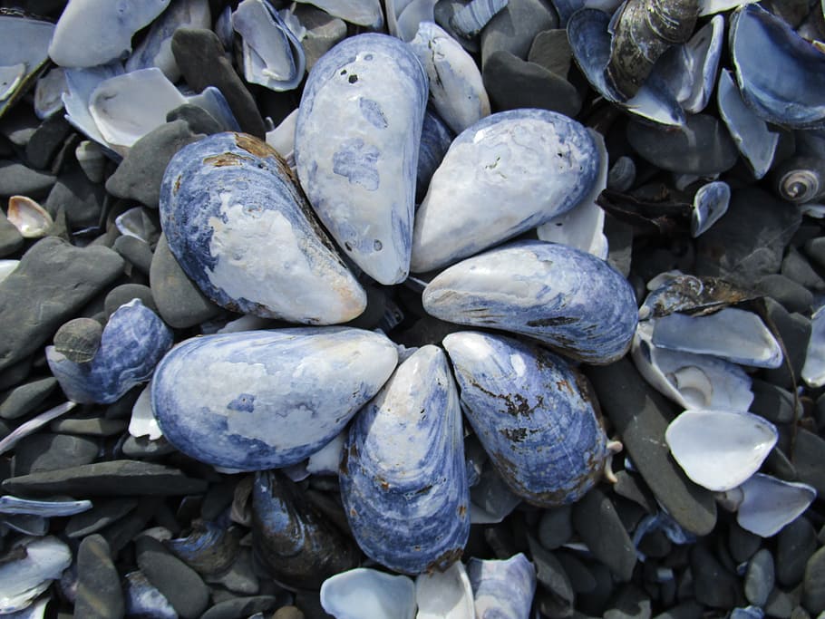 Shell, Beach, Sand, Holiday, blue, seashell, outdoor, seashell rose, HD wallpaper