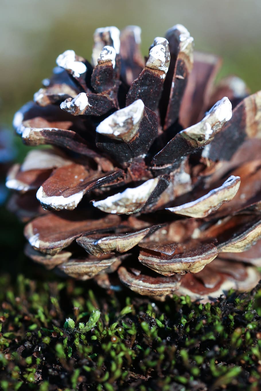 pinecone, nature, macro, close-up, no people, food, selective focus HD wallpaper