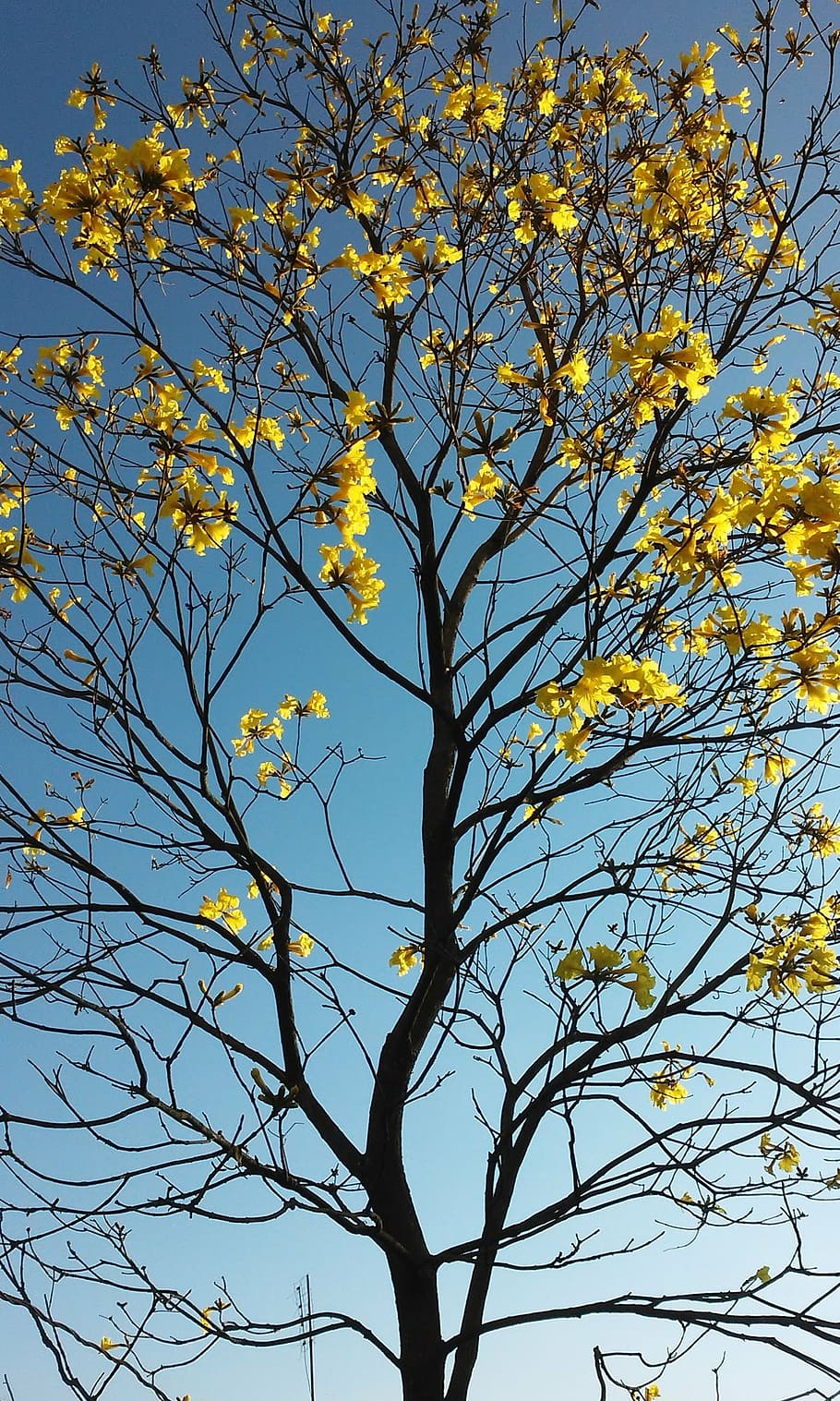 spring, flower ipê, tree, ramos, yellow leaves, autumnal, nature HD wallpaper