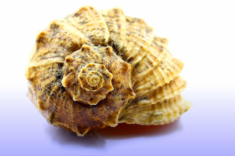 closeup photo of a brown shell, seashell, the clams, animal Shell HD wallpaper