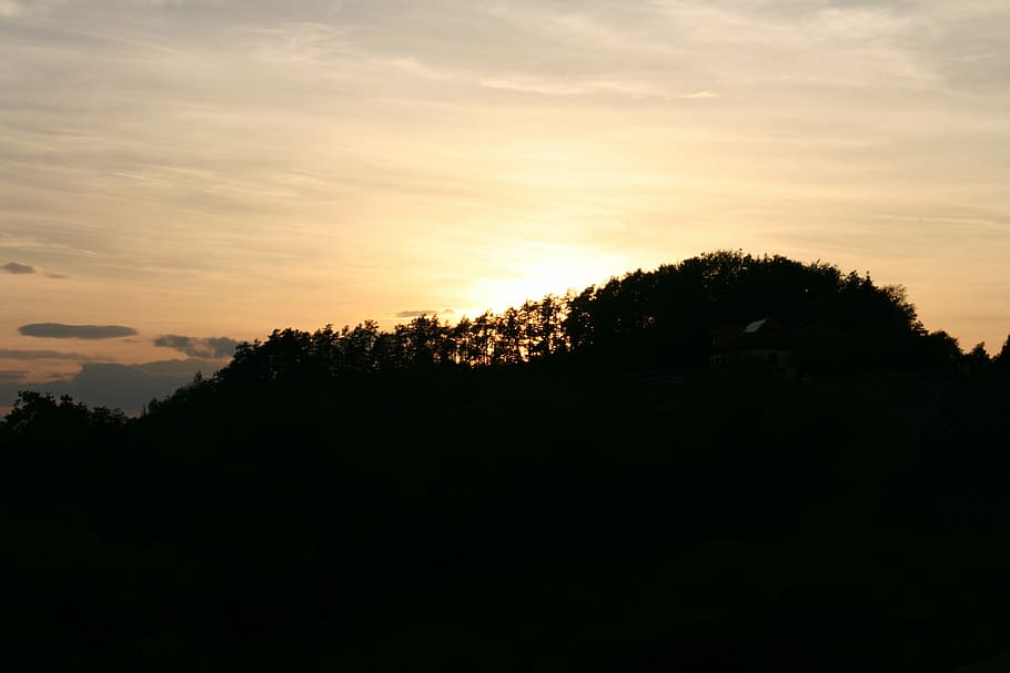 southern styria, sunset, vineyard, tree, sky, silhouette, plant HD wallpaper