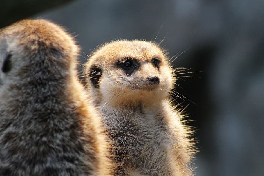 Two meerkats on watch Stock Photo by ©Boris15 283540340