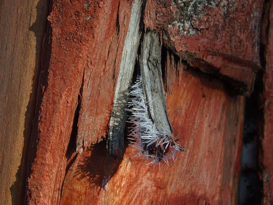 ice, ice formations, crystal, cold, wood - material, one animal HD wallpaper