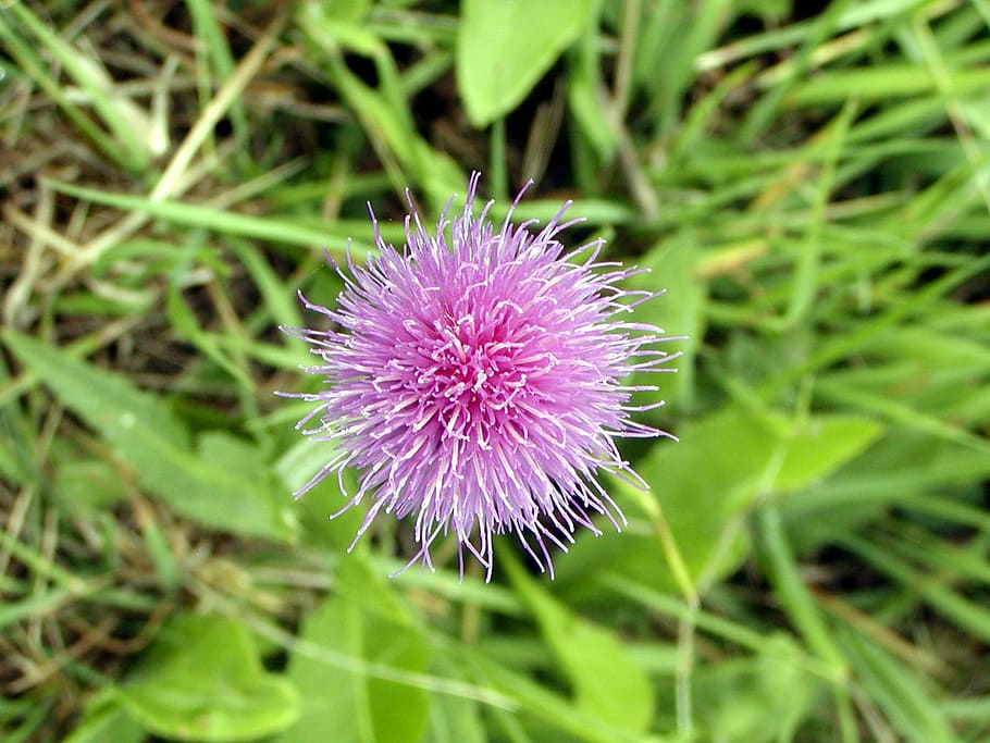 autumn, meadow, flower, thistle, purple, nature, plant, close-up HD wallpaper