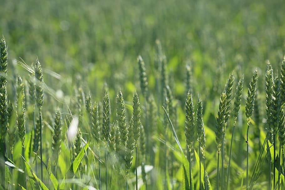 selective focus photo of wheat plants, rye, field, stem, nature HD wallpaper