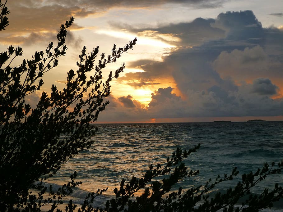 sunrise, silhouettes, dark, trees, leaves, plants, water, sea HD wallpaper