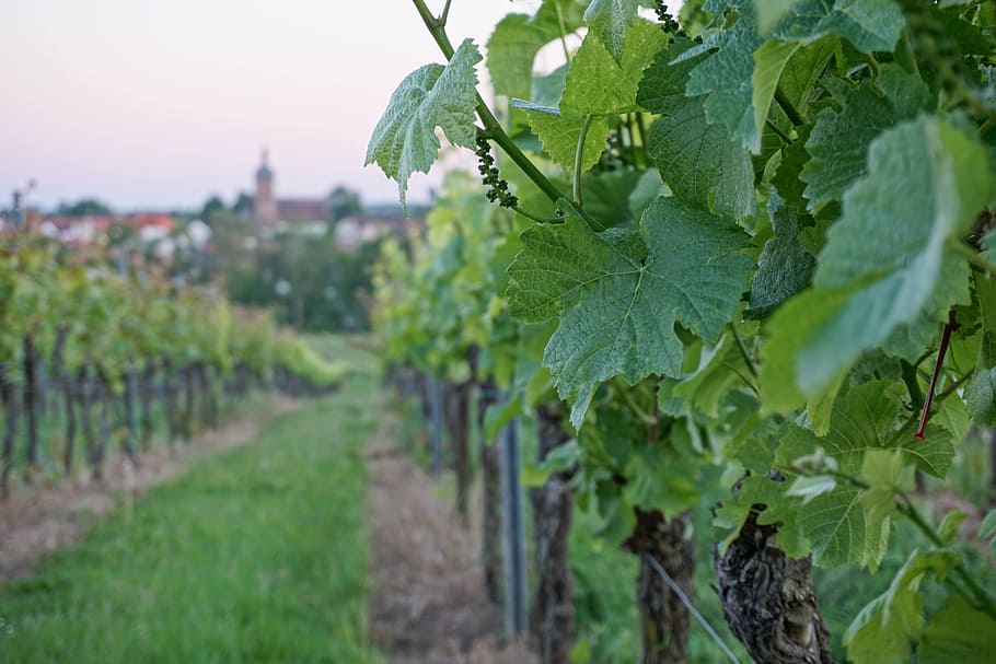 vine, foliage, green, wine, leaf, close, greenish, cheap home HD wallpaper