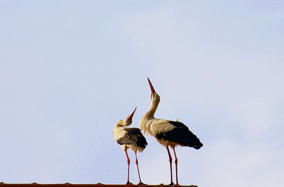two white storks perching on roof, spring, birds, para, klekot stork HD wallpaper