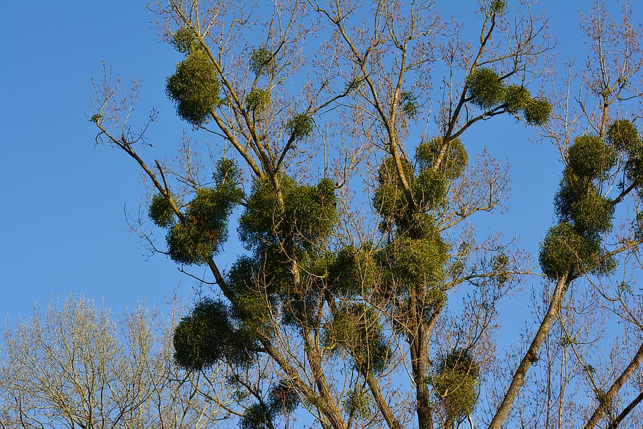 mistletoe, tree, parasite, tree plant, santalaceae, parasitic tree HD wallpaper
