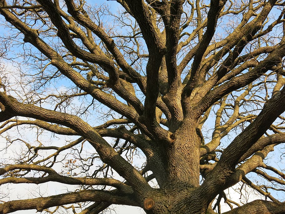 oak, tree, old, nature, plant, branch, low angle view, tree trunk HD wallpaper