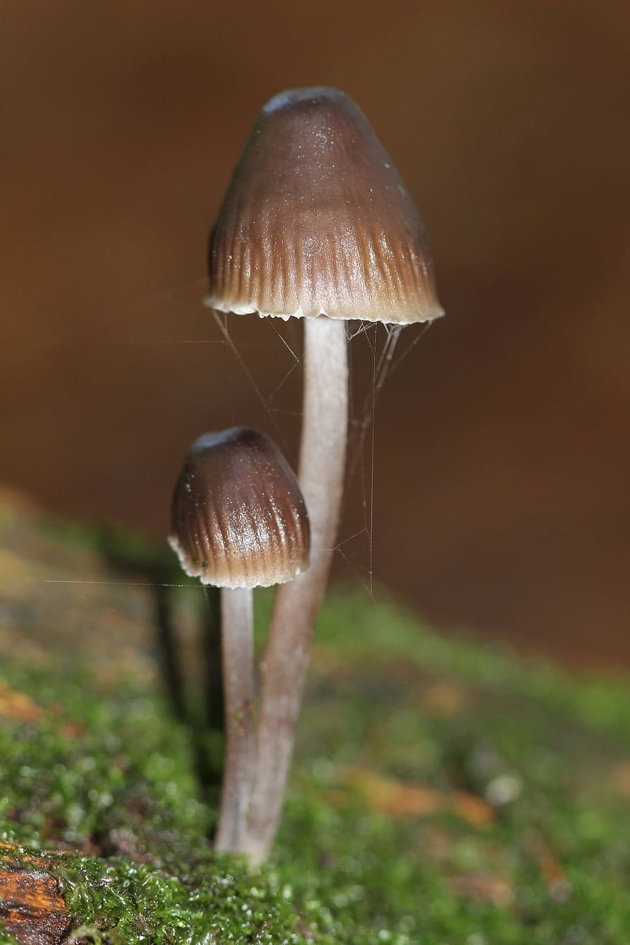 mushrooms, brown, fall, green, nature, macro, plant, hat, fungus HD wallpaper