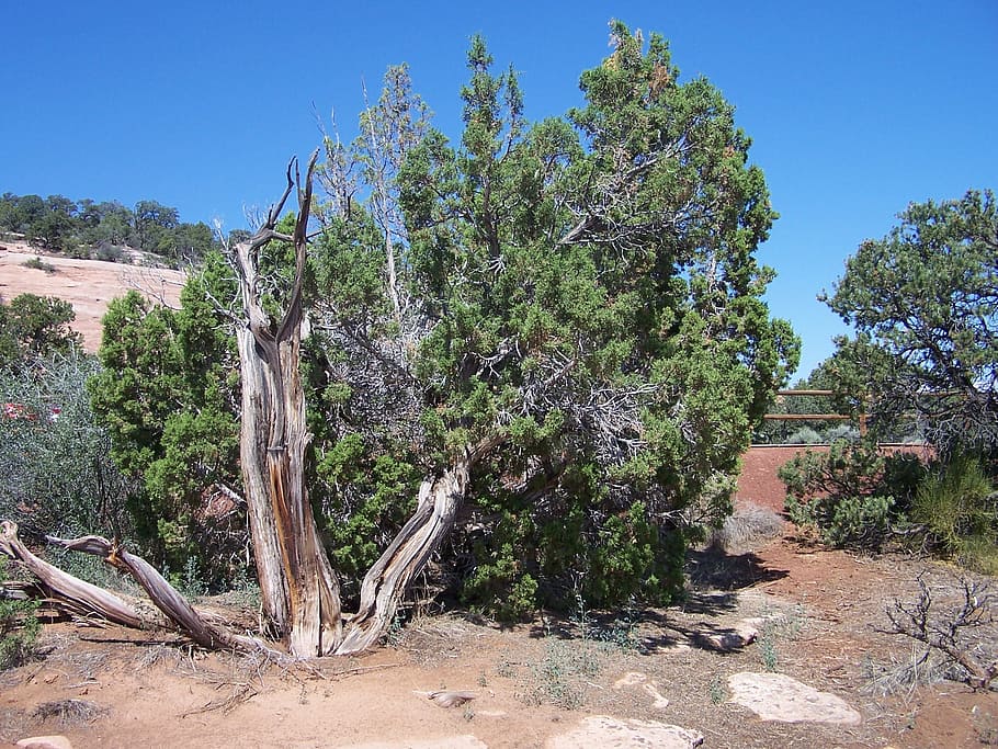 Cedar Tree, Colorado National Monument, desert, dirt, outdoor, HD wallpaper