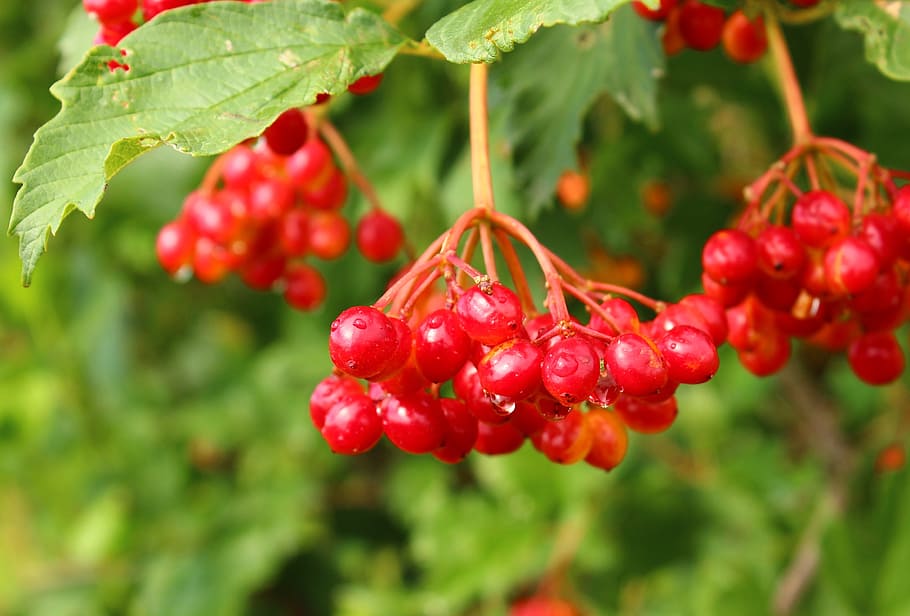 cherries, viburnum, berry, fruit, bush, a bunch of, therapeutic HD wallpaper
