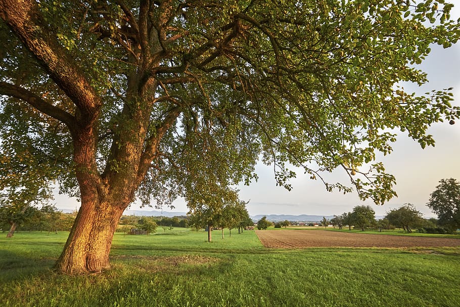 green leaf tree and green grass photo at daytime, evening, sun HD wallpaper