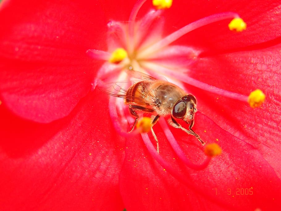 bee, flower, red, flowering plant, fragility, petal, animal themes HD wallpaper
