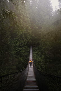 person walking on brown wooden bridge near green tall tress during daytime, person crossing on bridge between forest during daytime HD wallpaper
