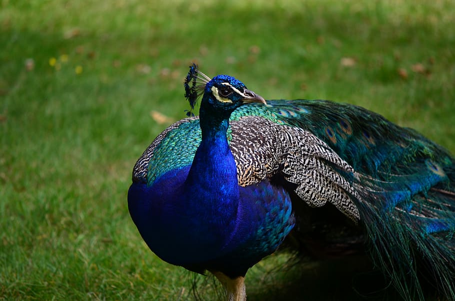 bird, feather, peacock, nature, wildlife, animal themes, vertebrate HD wallpaper