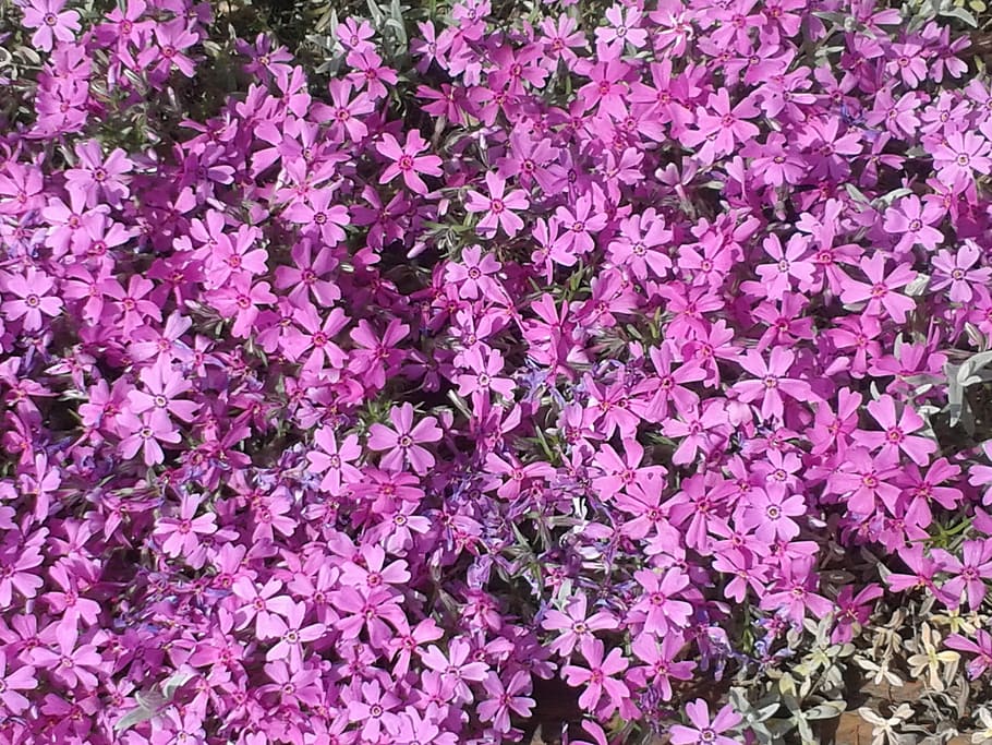 violet, flowers, spring, garden, full frame, flowering plant HD wallpaper