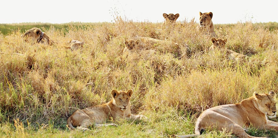 lions, pride, animal, cat, female lions, tanzania, safari, wildlife, HD wallpaper