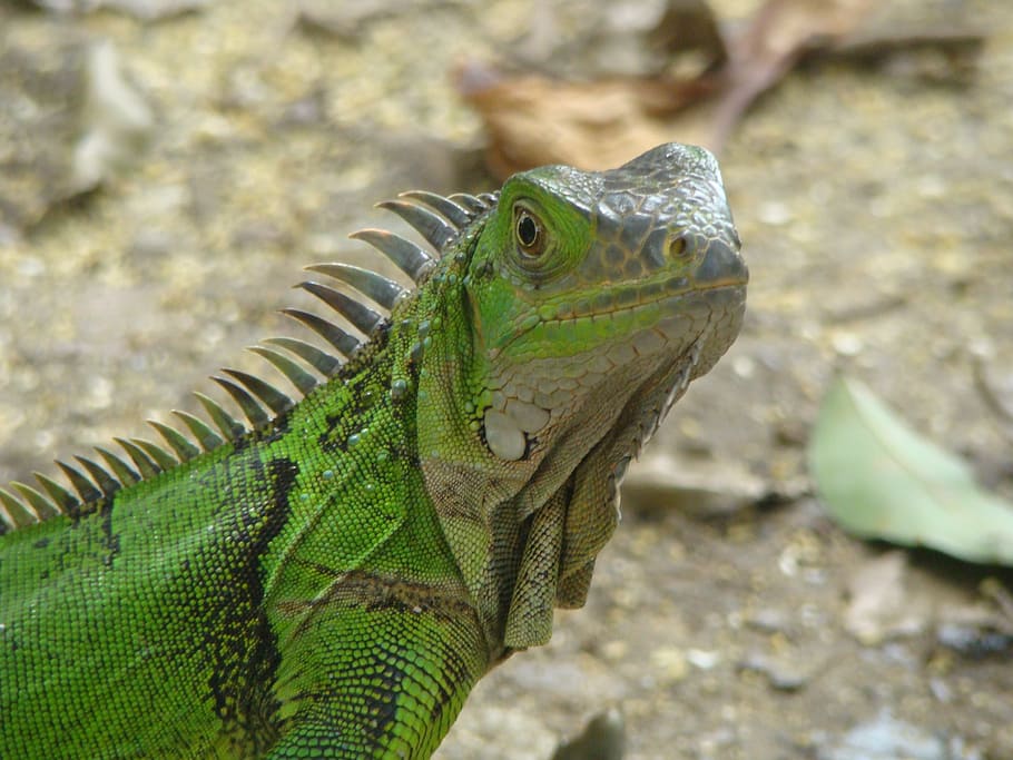 Reptile, Animals, park, one animal, animal wildlife, animals in the wild HD wallpaper
