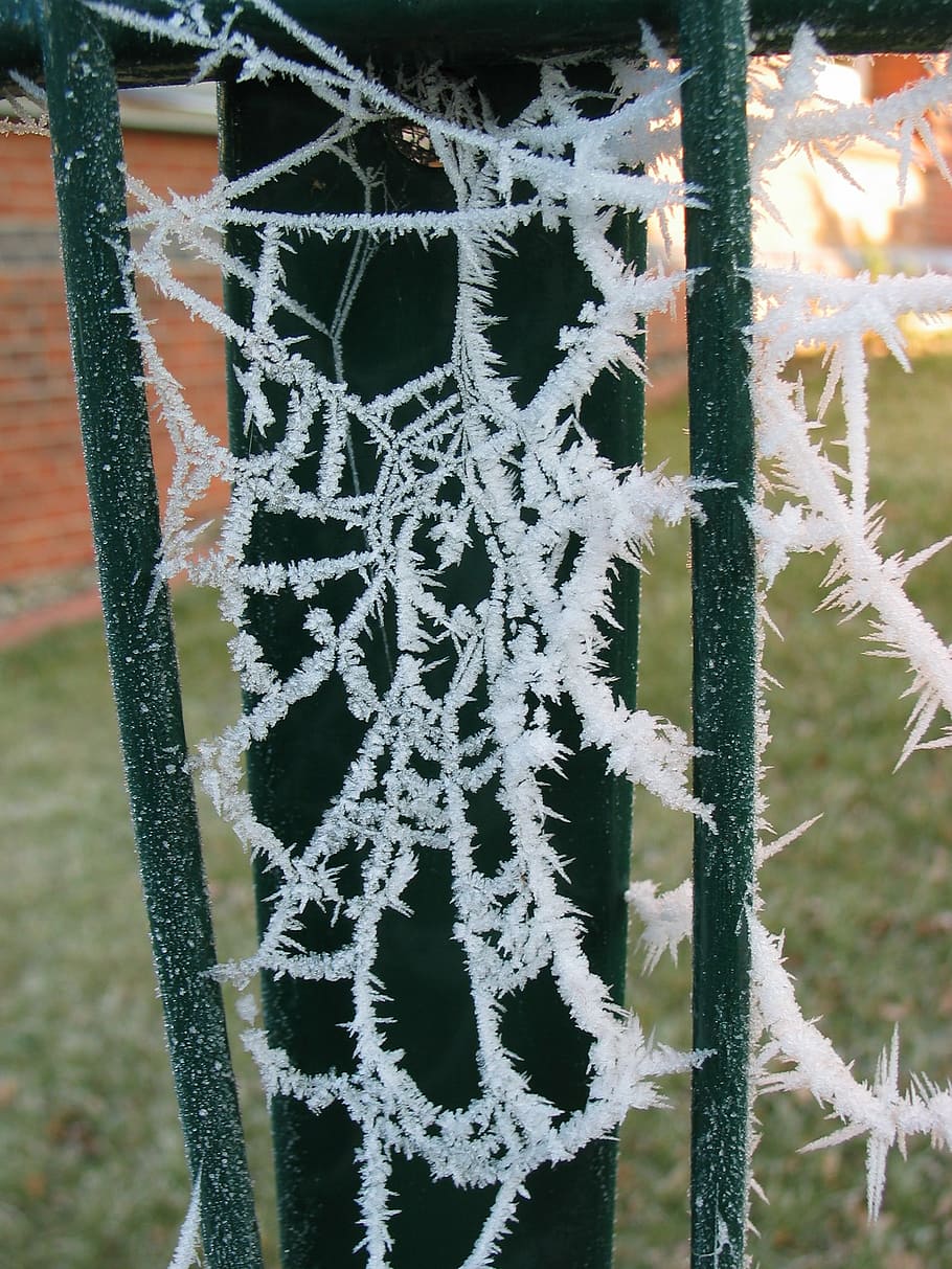 cobweb, frost, winter, cold, hoarfrost, nature, ice, snow, cold - Temperature HD wallpaper
