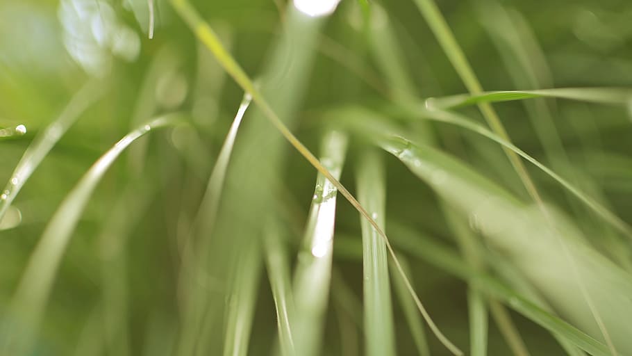 Grass, Blades, Nature, Vegetation, green, green grass, growth HD wallpaper