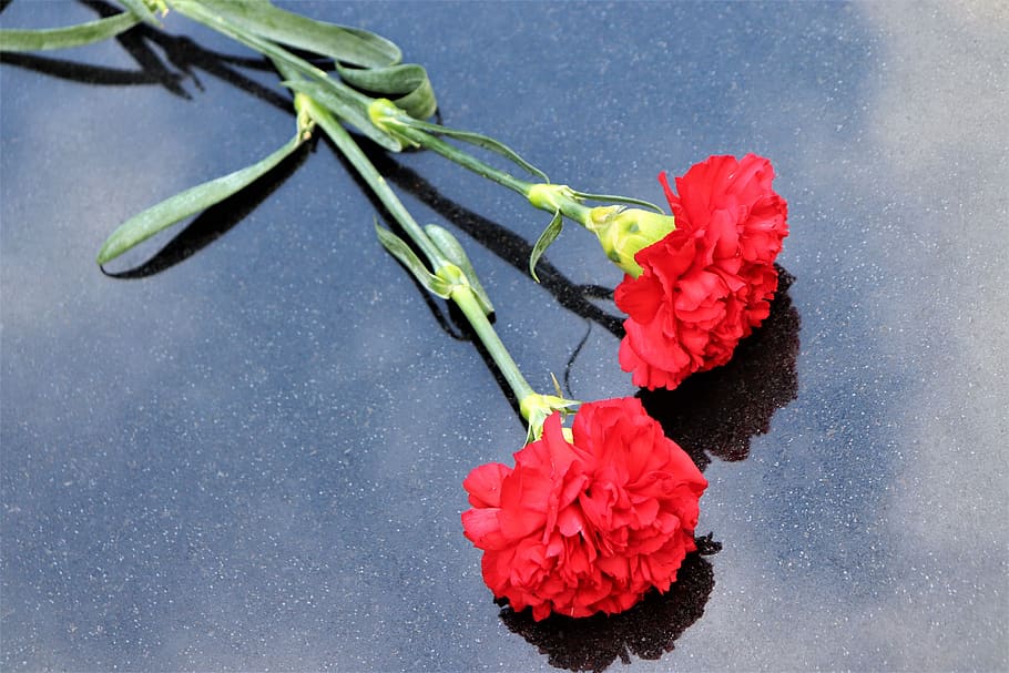 two red carnations, black marble, symbol, decoration, cemetery, HD wallpaper