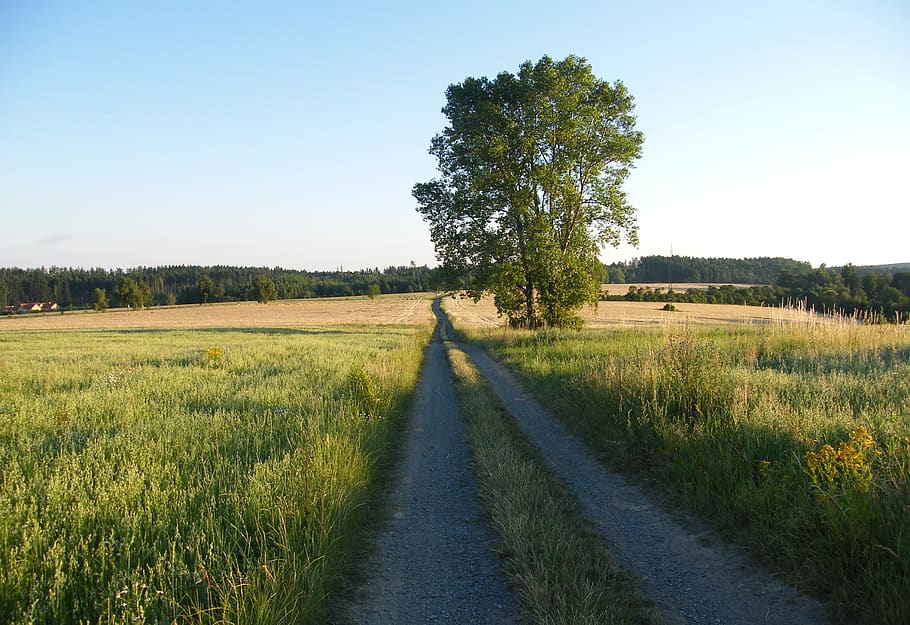 path, field, tree, peace, heaven, landscape, field trip, crop HD wallpaper