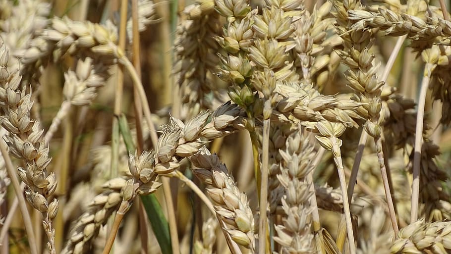 wheat, cereals, macro, grain, wheat field, spike, agriculture HD wallpaper