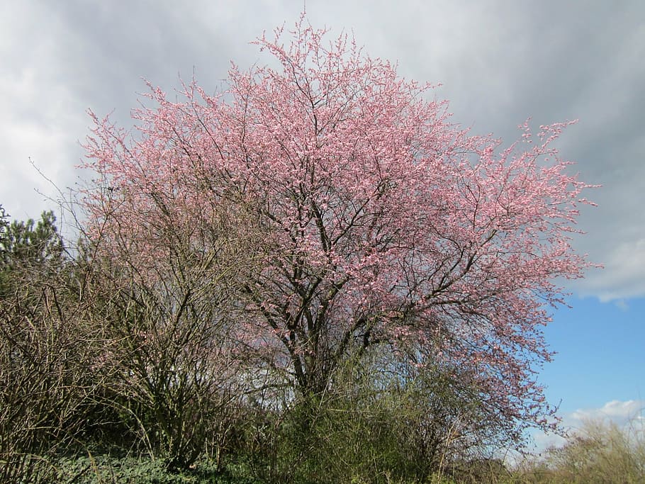 germany, tree, trees, sky, clouds, nature, outside, spring HD wallpaper