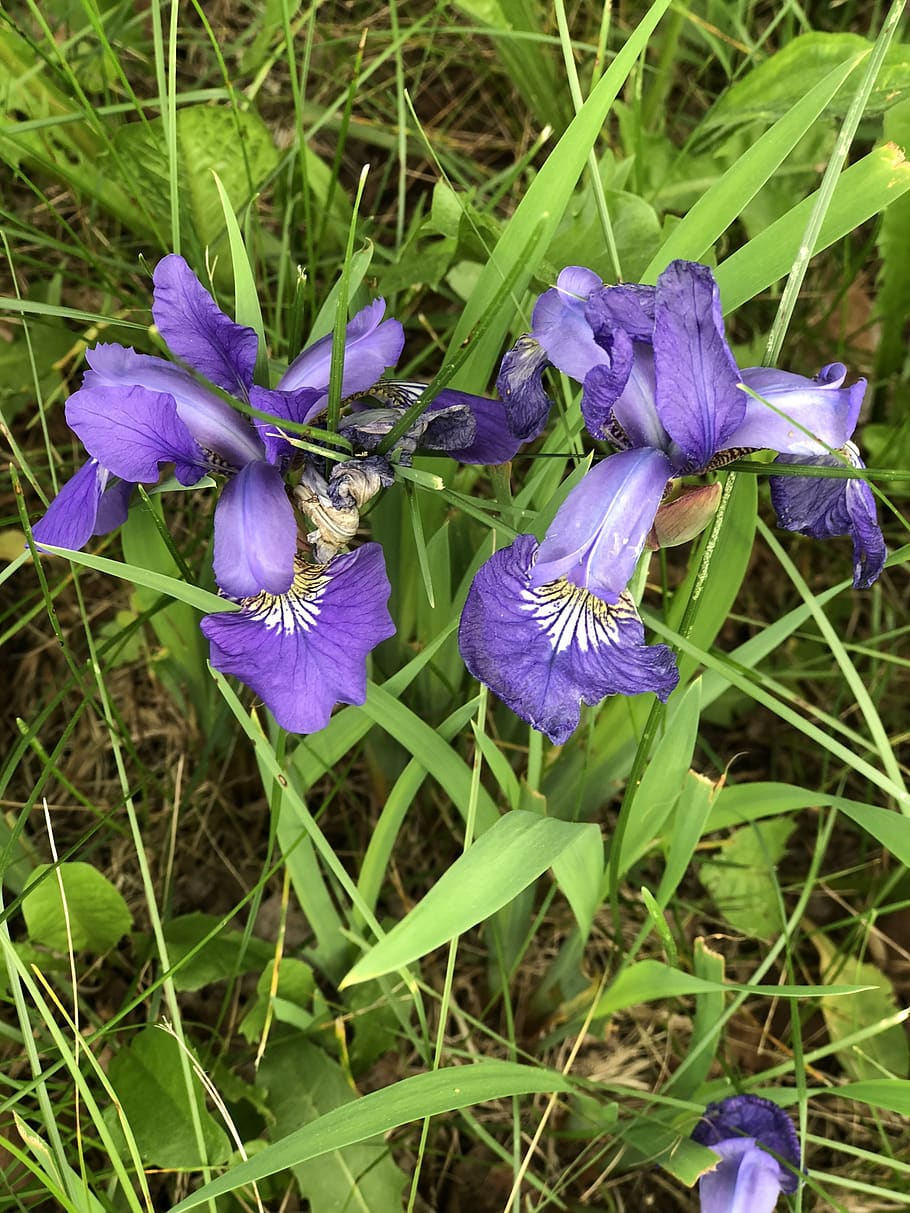 flowers, iris, violet, flowering plant, purple, beauty in nature HD wallpaper