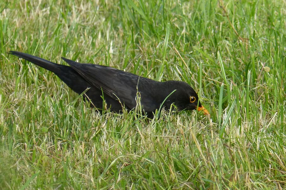 blackbird, grass, animal themes, animal wildlife, vertebrate HD wallpaper