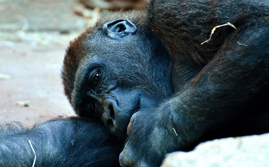 gorilla, monkey, animal, zoo, furry, omnivore, wildlife photography HD wallpaper