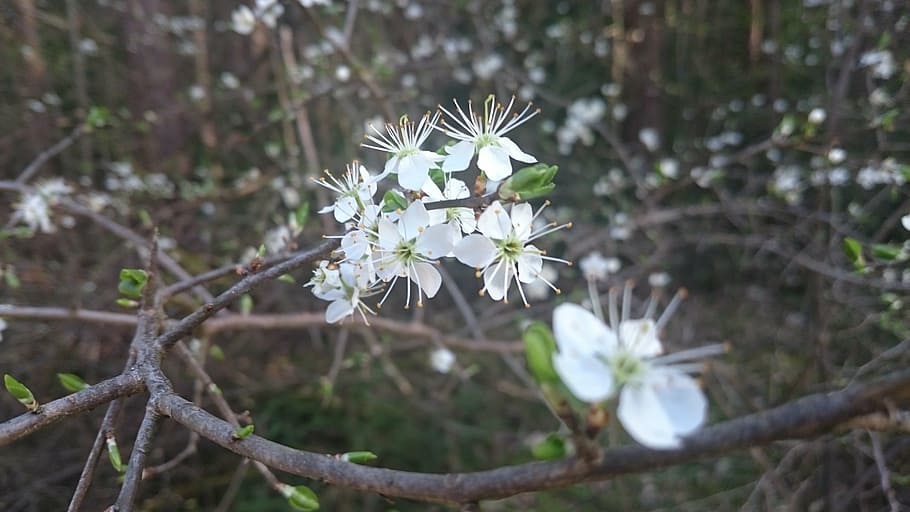 spring, flowers, white, tender, branch, nature, plant, tree HD wallpaper