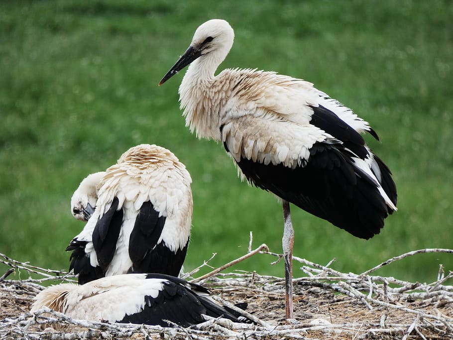 storks, nest, storchennest, bill, young animal, bird, rattle stork HD wallpaper