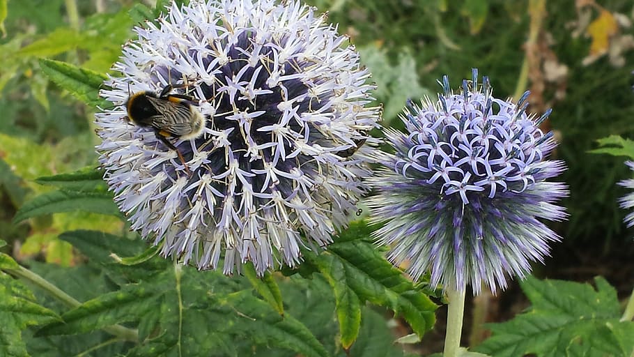 Globe Thistle, Bee, Flower, Insect, pollination, nectar, purple HD wallpaper