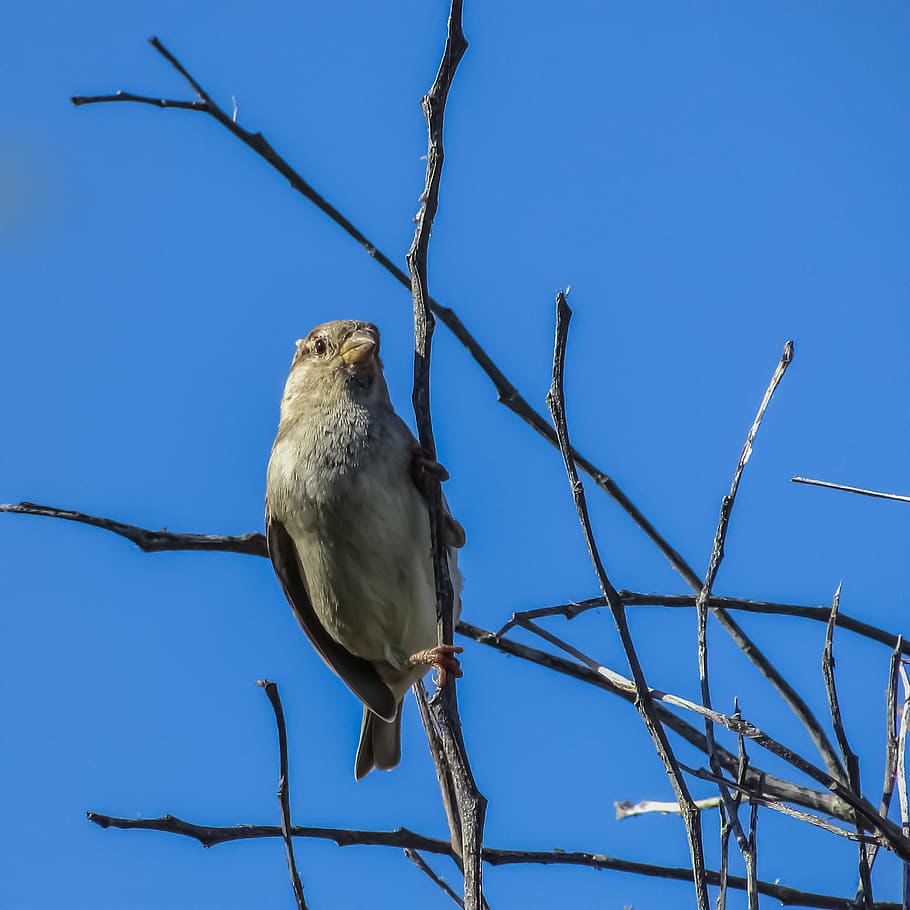 sparrow, tree, bird, wildlife, nature, animal, branch, ornithology HD wallpaper