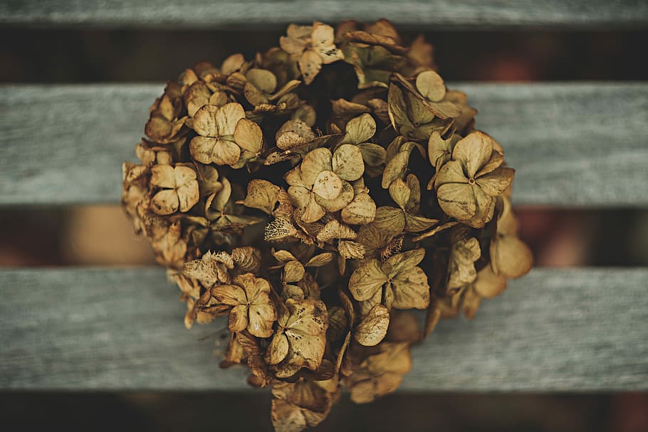 close up photography of withered flowers bouquet, untitled, dead HD wallpaper