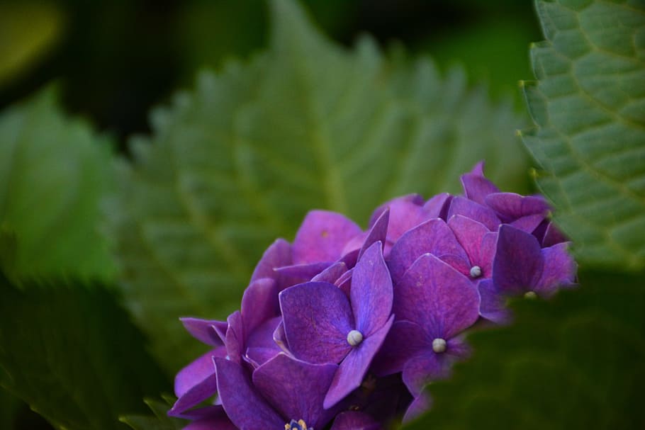 Flower, Hydrangea, Scenery, the scenery, growth, nature, beauty in nature HD wallpaper