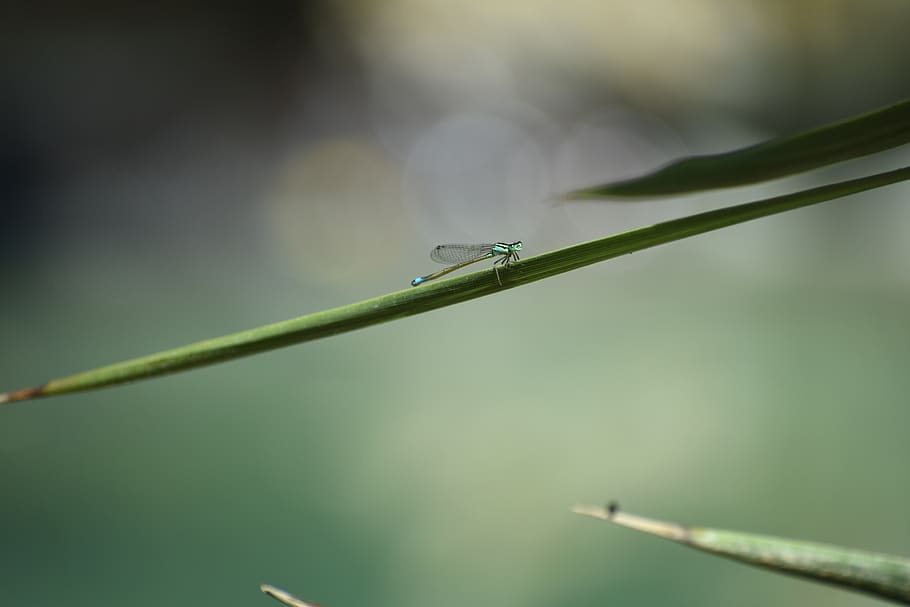 dragonfly, garden, park, animals in the wild, invertebrate HD wallpaper