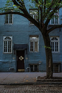 blue structure near green leafed tree, green tree in front of blue concrete house HD wallpaper