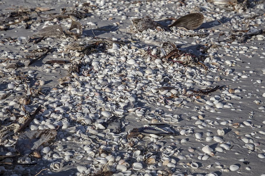 sea, shell, ocean, beach, scallop, washed, shore, sanibel, florida HD wallpaper
