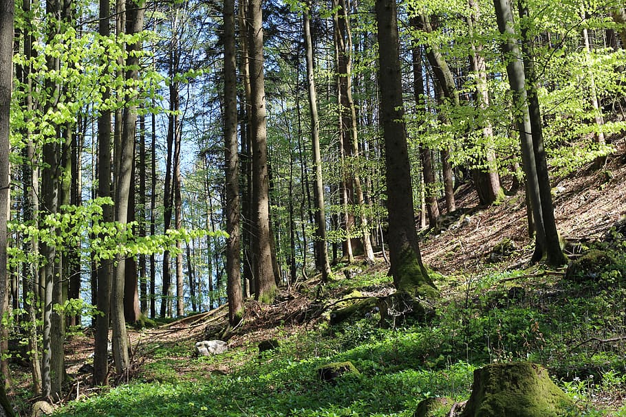trees, forest, nature, forest trees, environment, outdoor, plant HD wallpaper