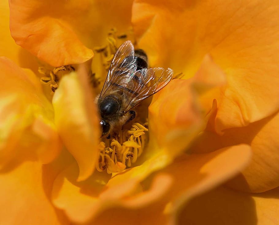 bee, flower, macro, insect, summer, animal themes, flowering plant HD wallpaper