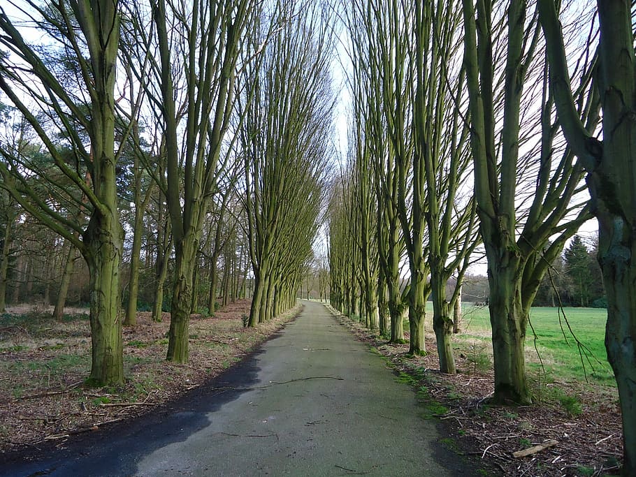 Nature, Trees, Landscape, Spring, brasschaat, the way forward HD wallpaper