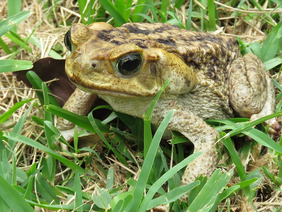 Toad, Animal, Nature, Amphibious, Soil, leaves, green, plant, HD wallpaper
