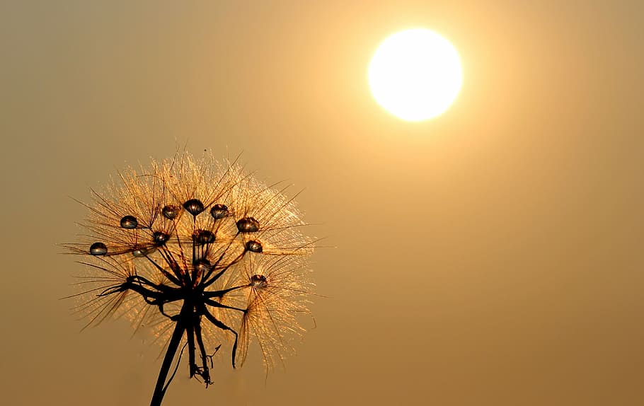 selective focus photography of brown flower against sun, dandelion HD wallpaper